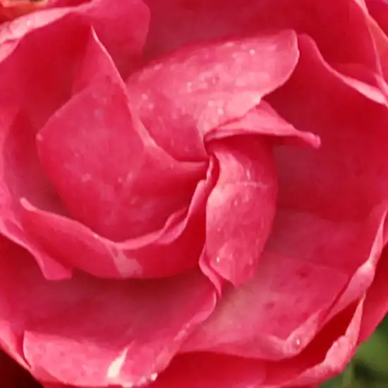 Roz - Trandafiri - Dick Koster™ - 